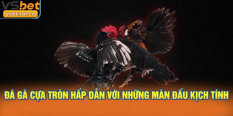 Đá gà cựa tròn hấp dẫn với những màn đấu kịch tính