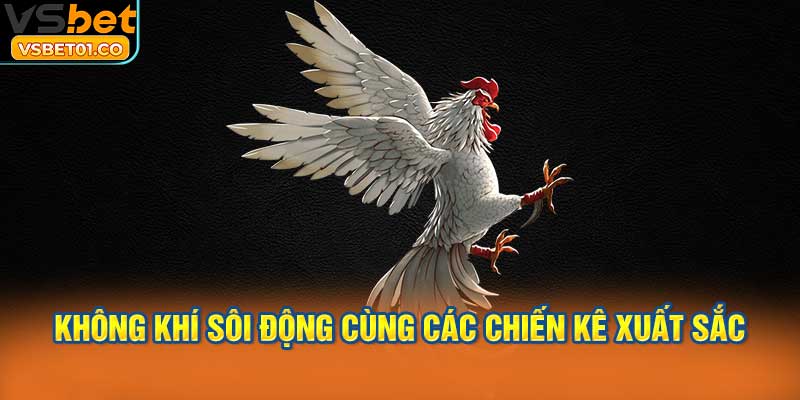 Không khí sôi động cùng các chiến kê xuất sắc