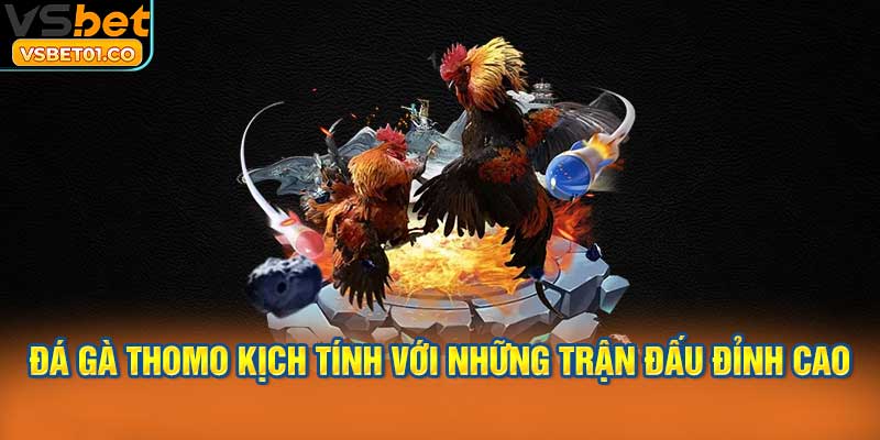 Đá gà Thomo kịch tính với những trận đấu đỉnh cao